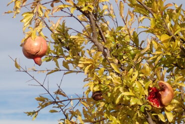 Celebrazioni e feste ottobre