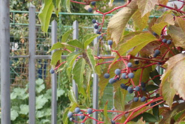 Celebrazioni e feste ottobre
